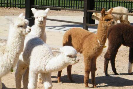 羊驼不能吃什么食物_养殖问答