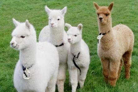 饲养羊驼时要注意哪些问题_养殖问答