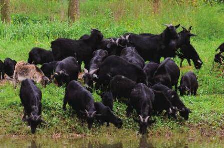 羊舍进食围栏尺寸多大为好?_养羊