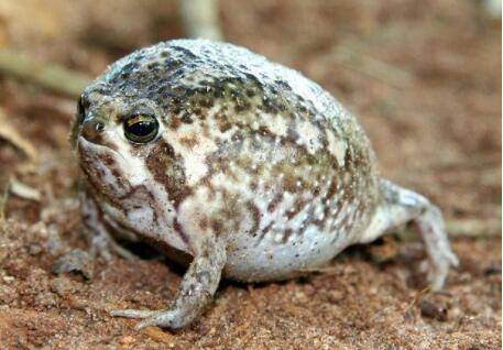 馒头蛙有没有毒_养蛙