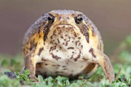 ��ͷ�ܵĽ���ʲô��_����