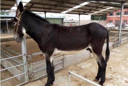 肉驴多久可以出栏_养殖问答