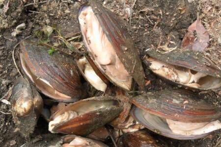 河蚌没水可以活多久_养蟹