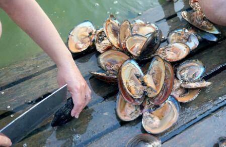 河蚌壳怎么打开_养蟹