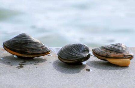 河蚌是怎么呼吸的_养蟹