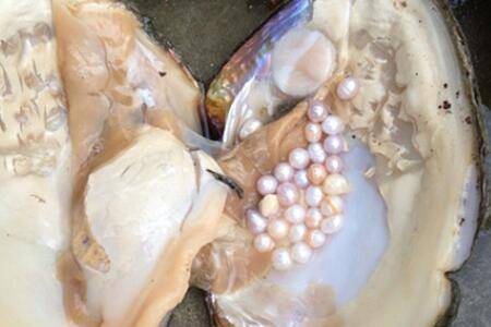 河蚌中有珍珠吗?_养蟹