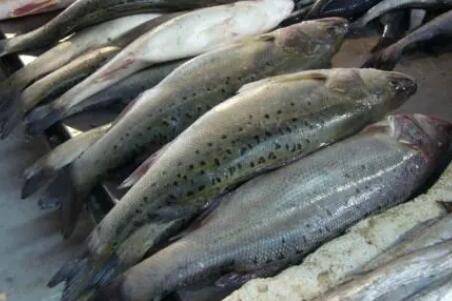 鲈鱼是海鱼还是淡水鱼_养鱼