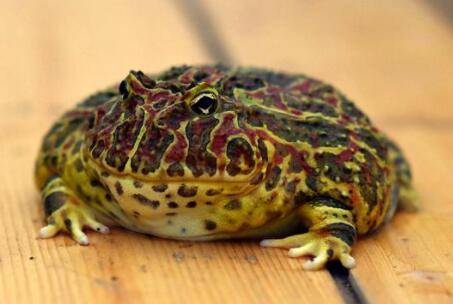 钟角蛙品相分辨方法_养蛙