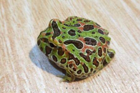 һֻ�ӽ�����������Ǯ_����