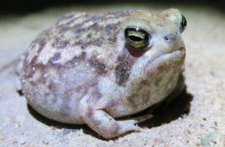 馒头蛙多少钱一只_养蛙