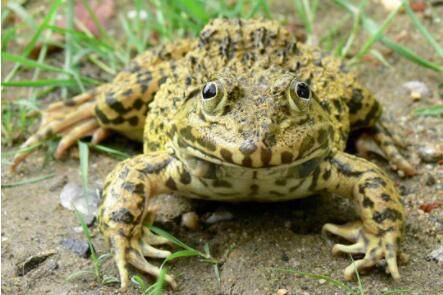 虎纹蛙可以吃吗?_养蛙