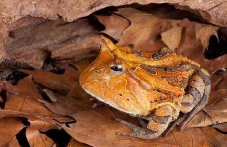 巴西角蛙好养吗?_养蛙