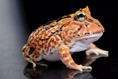 巴西角蛙和霸王角蛙有什么区别_养蛙