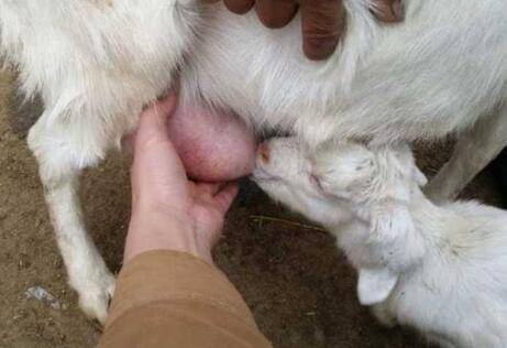 母羊爱打架怎么治?_养羊