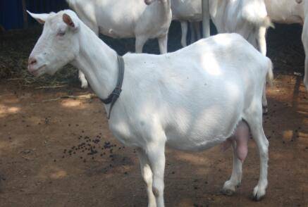 羊发情障碍的防治方法_养羊