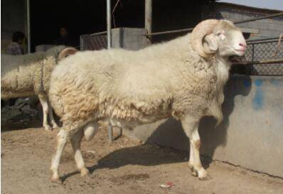 小尾寒羊冬天用不用暖棚?_养羊