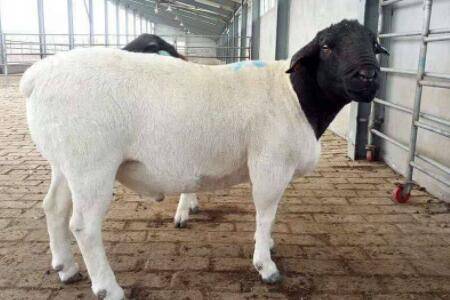 小尾寒羊能不能圈养?_养羊