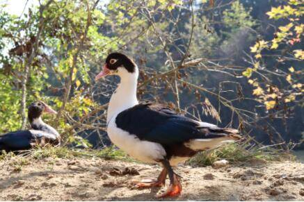 香醇雁什么时候下蛋?_养殖问答