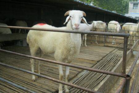羊发情障碍的防治方法_养羊