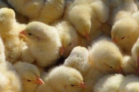 小鸡怎么养比较好?_养鸡