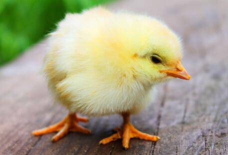 小鸡怎么养比较好?_养鸡
