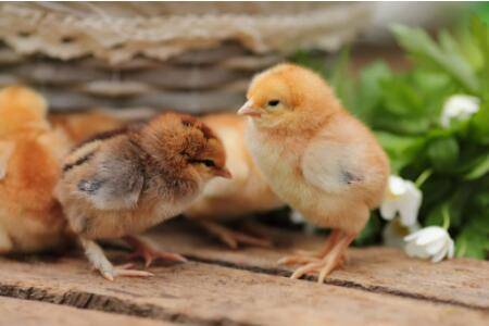 小鸡互相啄小鸡什么原因?_养鸡