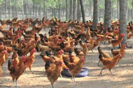 冬季养鸡场的七条注意事项_养鸡