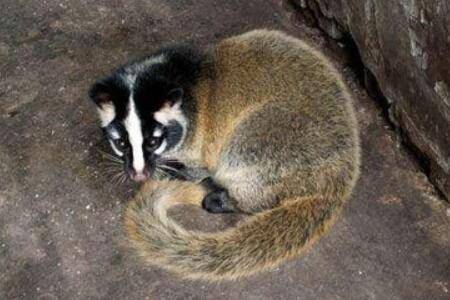 果子狸的产地分布_养殖问答