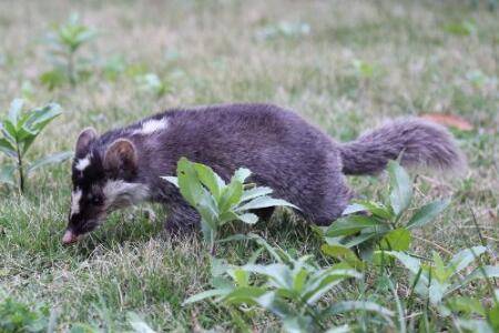 果子狸的产地分布_养殖问答