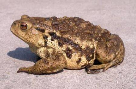 蟾蜍怎么分辨公母?_养蛙