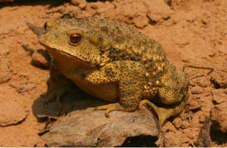 蟾蜍是不是都有毒_养蛙