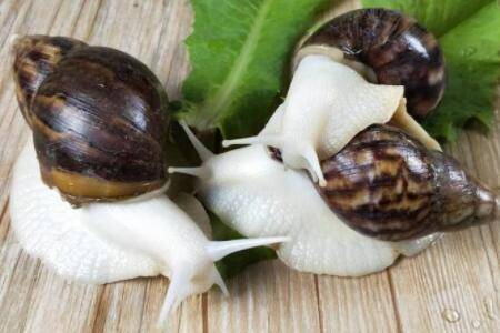 白玉蜗牛有没有毒,白玉蜗牛怎么养殖_养殖问答