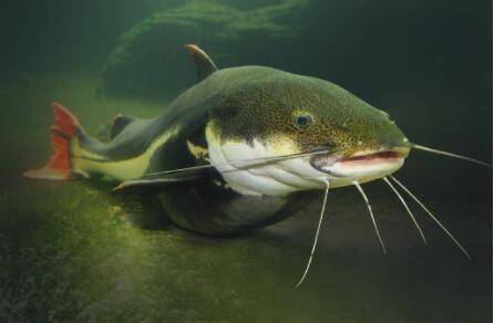 鲶鱼饵料有哪些,鲶鱼用什么钓法_养鱼