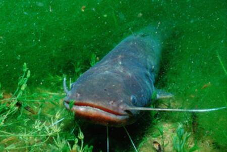 钓鲶鱼时怎么打窝_养鱼