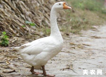 鹅的寿命大约几年_养鹅
