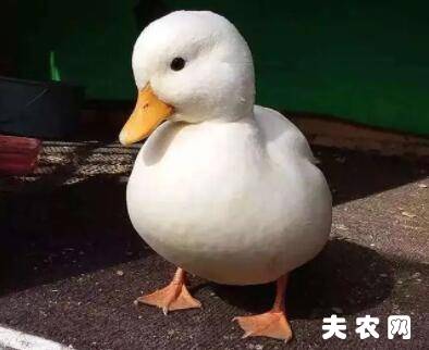 柯尔鸭多少钱一只?_养鸭