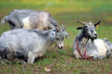 �����֢״������ԭ��_����