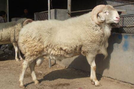 羊肺炎怎么进行防治?_养羊