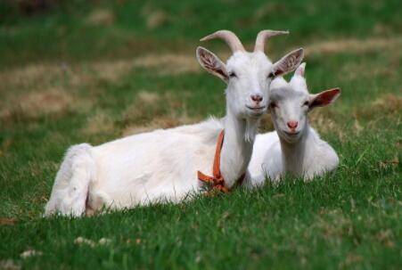 羊发情障碍的防治方法_养羊