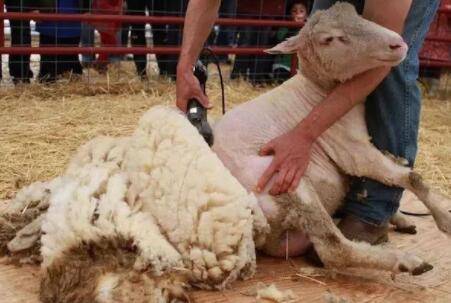 羊毛多久剪一次,羊毛要怎么剪?_养羊