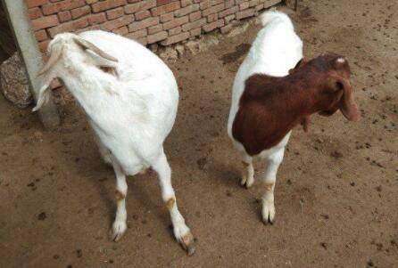 羊肚胀怎么治疗?_养羊