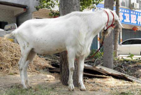 种公羊什么品种最好?_养羊