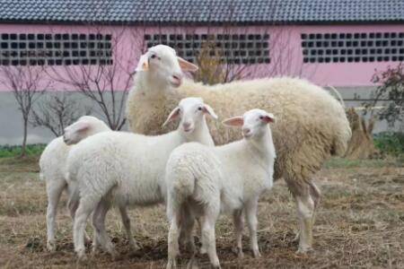 湖羊能不能放养?_养羊