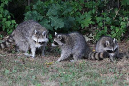 果子狸吃幼崽什么原因?_养殖问答