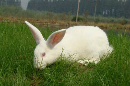 兔子品种之新西兰兔,性情温顺的优质肉用兔种之一_养兔