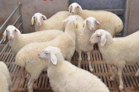 湖羊多大能配种?_养羊