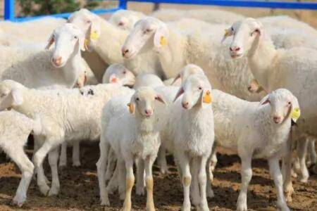 湖羊需要断尾吗?_养羊