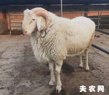 湖羊和小尾寒羊有什么区别_养羊