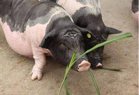 猪为什么不吃的原因,猪突然不吃的6种原因_养猪