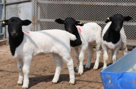 Сβ�����ܳ������_����